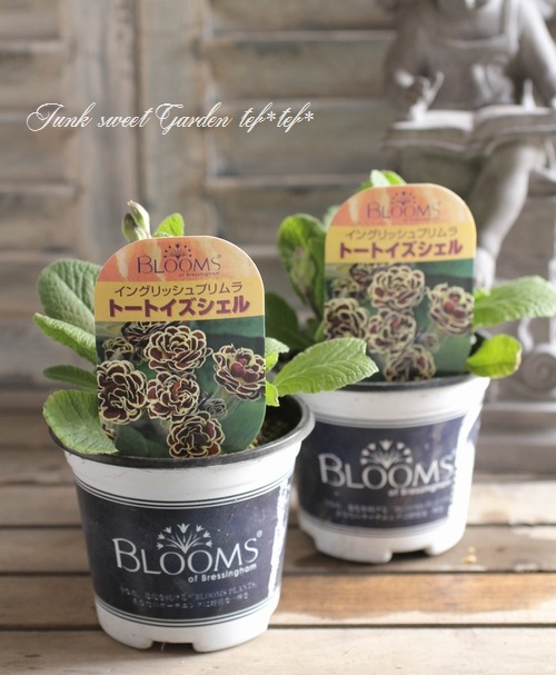 <i>Primula</i>Ȭ�ź餭��<BR>���󥰥�å���ץ���<BR>�إȡ��ȥ����������