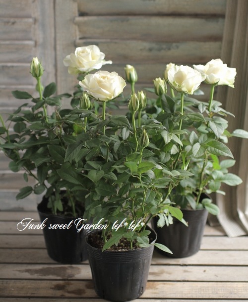 �ߥ˥Х顡�إѡ��륳����ʡ�