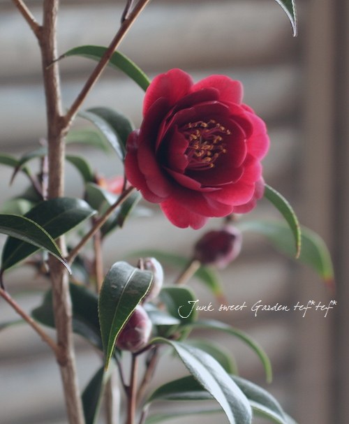 Camellia Night Rider Br Br カメリア 黒椿 Br ナイトライダー すべての商品 Junk Sweet Garden Tef Tef Camellia Night Rider Br Br カメリア 黒椿 Br ナイトライダー すべての商品 Junk Sweet Garden Tef Tef