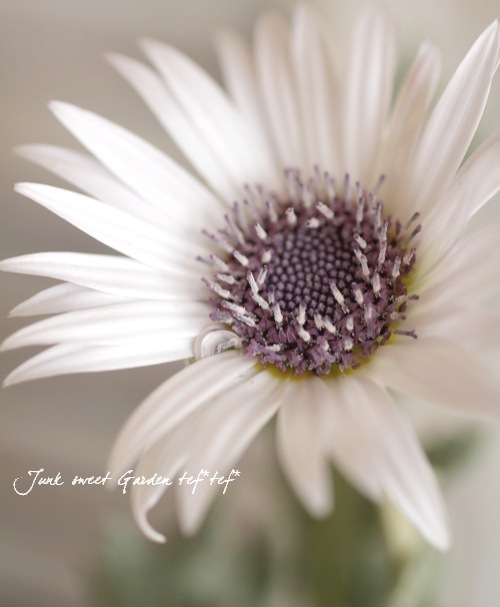 �ɺ��������ȥ��� �إ����ǥ�����