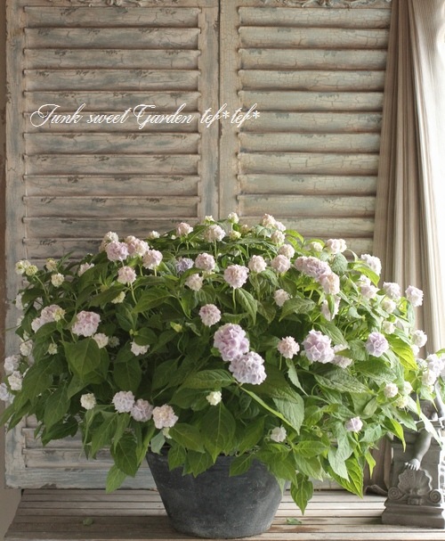 i>Hydrangea serrata</i><BR><BR>山紫陽花<BR>『伊予獅子手まり』<BR>9