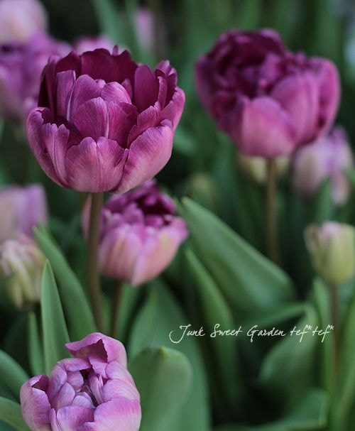 チューリップ 造花】アスカ/チューリップ ホワイト/A-35083-1 - 花材通販はなどんや