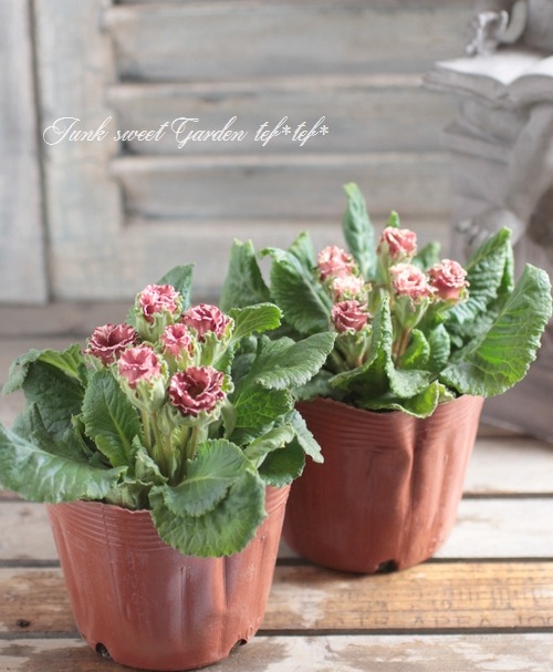 ���祳�졼�ȿ��Υץ��顦����ꥢ�� �إ��祳���