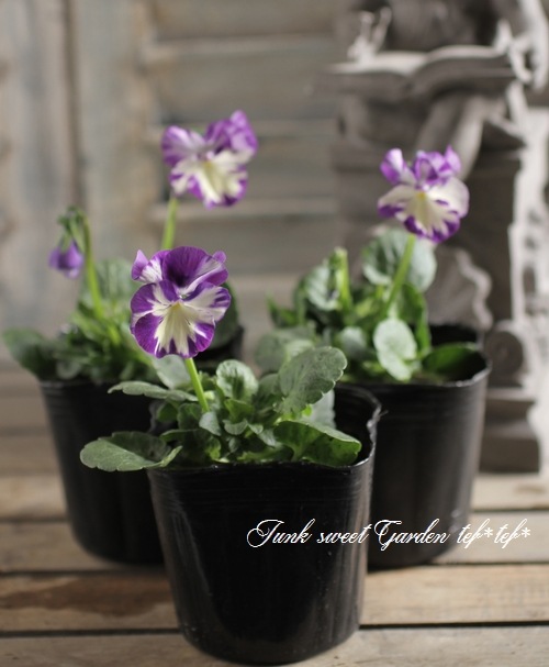 i>Viola ordorata</i><BR><BR>イングリッシュビオラ<BR>宿根ビオラ<BR