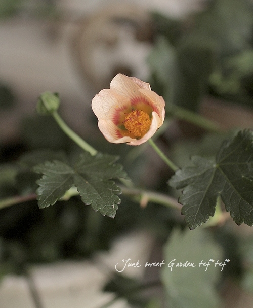 マルバストラム 確認用です（╹◡╹）♡ 【公式通販】