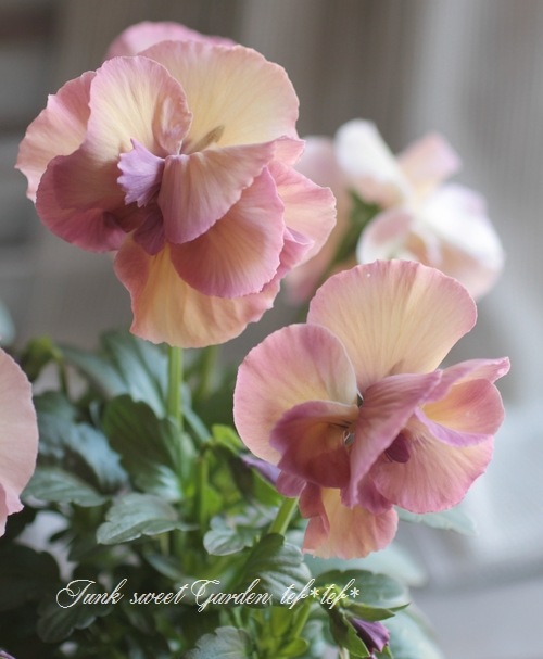 ドイリー1104❤️パンジーと八重咲き花✨2枚以上で2680円❣️ 花日和さん育種フリル咲き「シエルブリエ」・2025年10月中下旬