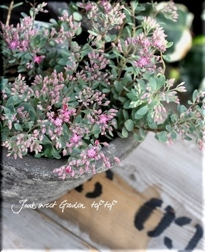 ¿ʪ ⤳⤳İإҥߥХ