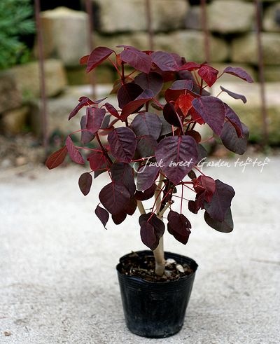 �桼�ե���ӥ����إ��祳�꡼�ա١��ݤߤΤ��������բ�