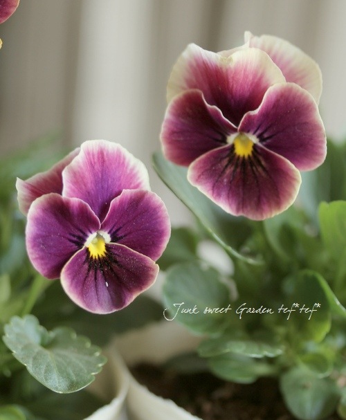 Viola　ビオラ Viola ビオラ 【Aikururu アイクルール】 桐生ふぁ〜むさんと花日和