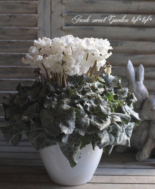 i>Cyclamen persicum</i><BR><BR>特上品！シクラメン<BR>『アイス