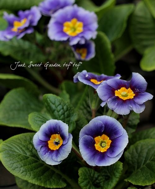 プリムラ・ジュリアン 『初恋ブルー』 | すべての商品 | | Junk