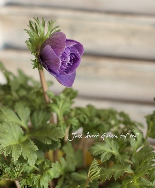 Ȭ�ź餭���ͥ�͡����ۡ��� -��ꥫ-�� MIX��