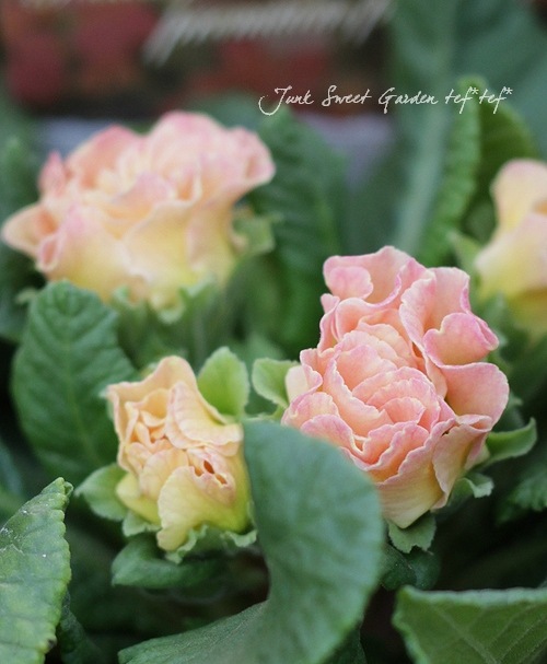 �ץ�ߥ��ࡦ�Х�餭�ʼ�ץ��顦����ꥢ�󡡡إԡ����ե��ޡ������