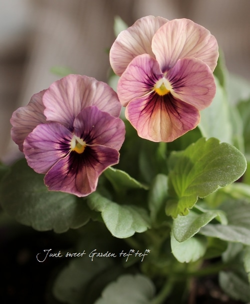 花 i>Viola×wittrockiana </i><BR><BR>ビオラ<BR>アンティークピンク<BR