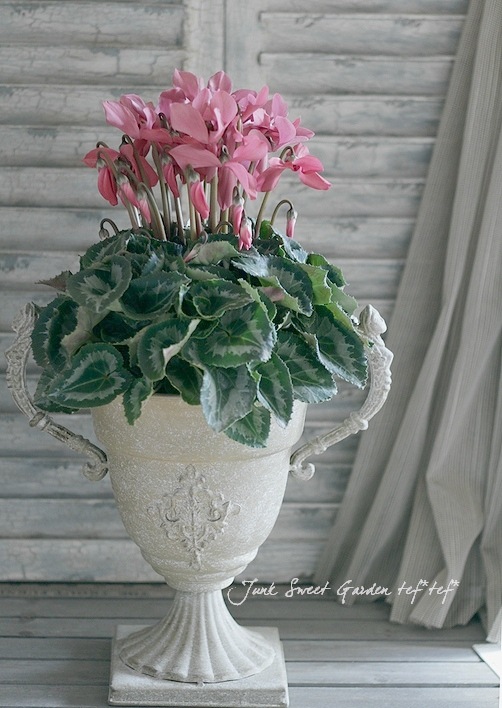 アンティークカラー シクラメン 『セピア』 | すべての商品 | | Junk