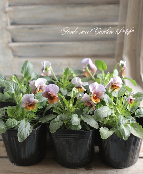 Viola　ビオラ Viola ビオラ premium Viora selection ブラウンにパープルが入った