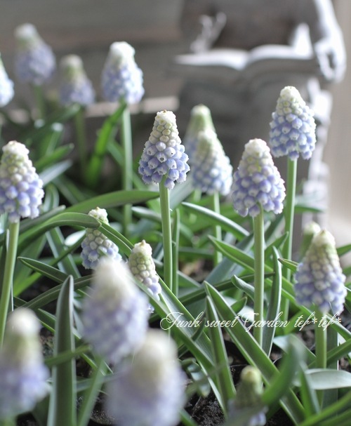 □【球根植物】ムスカリ 『オーシャンマジック』 | すべての商品