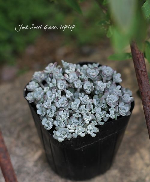 <i>Sedum spathulifolium</i><BR><BR>�⤳�⤳�����֤Τ褦��<BR>�إ����ץ֥�󥳡�