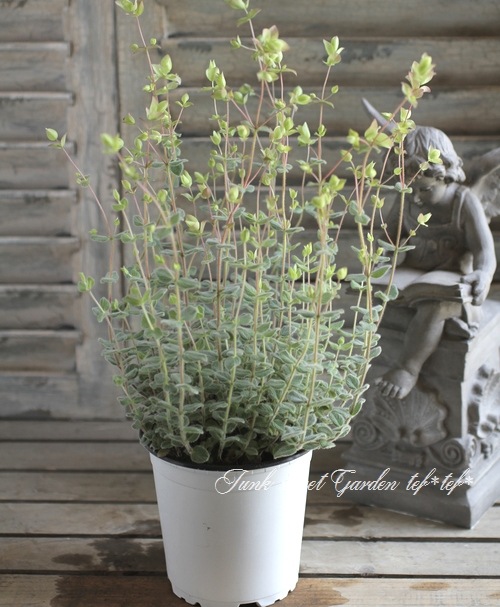 <i>Origanum rotundifolium</i><BR><BR>Ωβ֥쥬<BR>إͥ饤ȡ