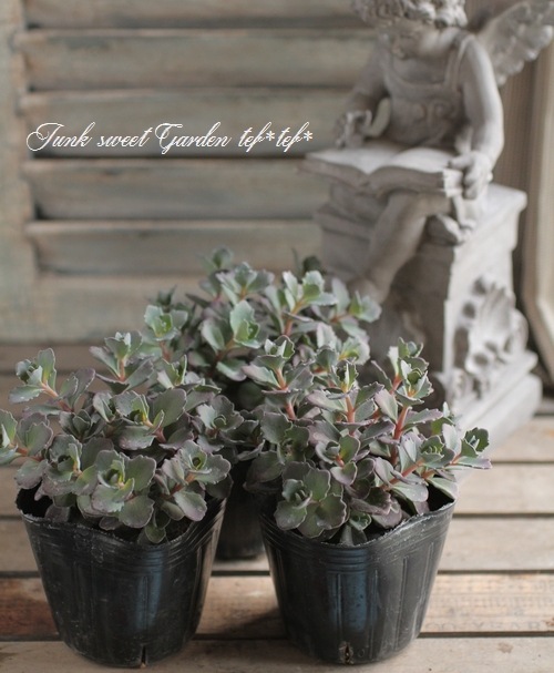 Ƽ�ե����ࡡ�إ��饹�Хߥ��Х��