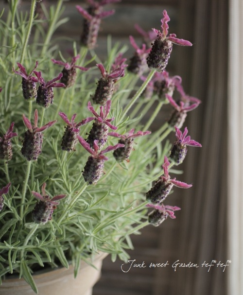 Flench lavender<BR><BR>�ե�����٥����<BR>�إ��祳�졼�ȡ�