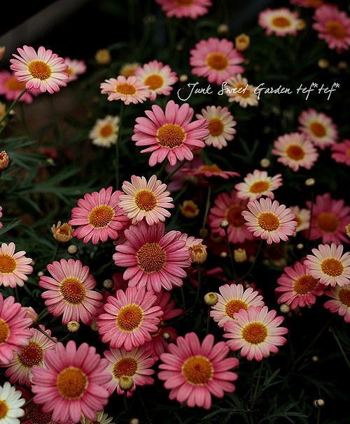 ���٤ʥޡ�����åȡ�<BR>����С�4��ȭ��<BR>�إ���������������