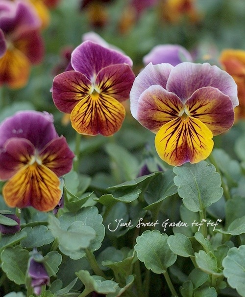 i>Viola×wittrockiana </i><BR><BR>小さく可愛らしいビオラ・ソルベ<BR