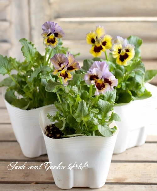 <i>Violawittrockiana </i><BR><BR>եѥ󥸡<BR>եꥺ륷<BR>إ֥롼