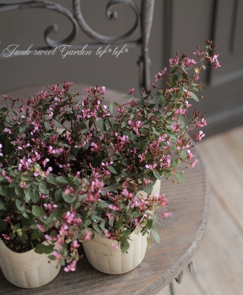 ロペジア 『モスキートフラワー』室内でも♪ | すべての商品 | | Junk