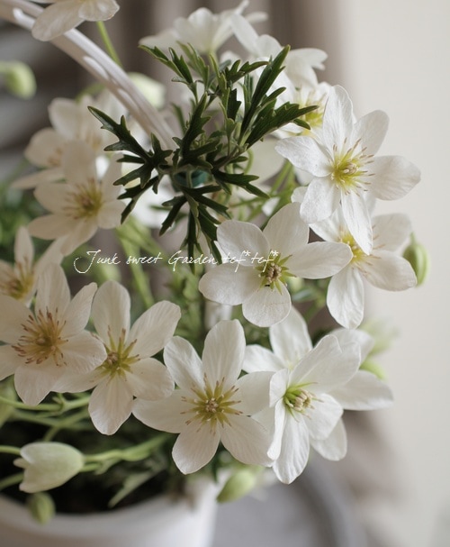 常緑クレマチス 『カートマニージョー』 リング仕立て | すべての商品