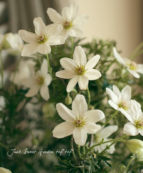 花♪ 常緑クレマチス 『カートマニージョー』 | すべての商品 | | Junk