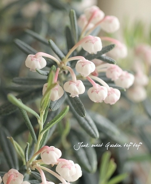 I Andromeda Polifolia I Br Br ヒメシャクナゲ Br ブルーアイス Flower Species Junk Sweet Garden Tef Tef