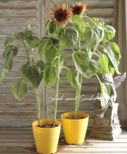 i>Helianthus annuus</i><BR><BR>アンティークカラー<BR>夏と