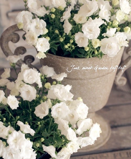 カンパニュラ ホワイトワンダー すべての商品 Junk Sweet Garden Tef Tef