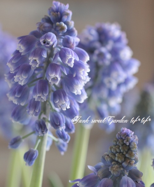 <i>Muscari Artist</i><BR><BR>Ф庬<BR>ॹ إƥȡ