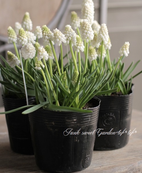 □【球根植物】 ムスカリ 『ホワイトマジック』 | すべての商品