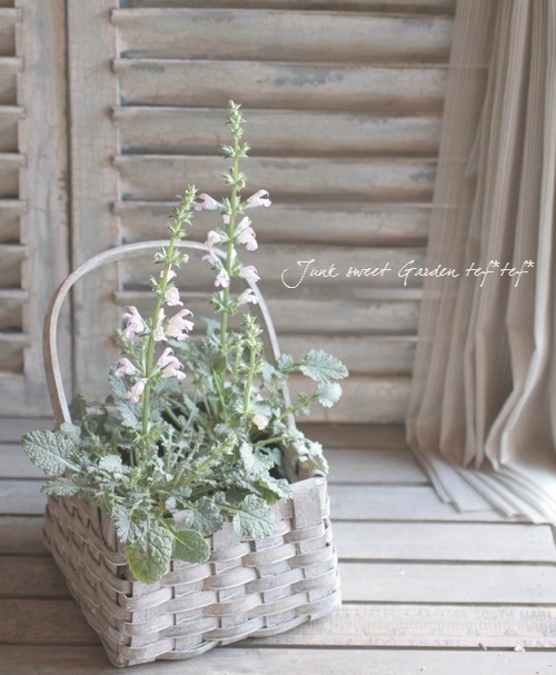 シルバーリーフの宿根サルビア 『タラクサシフォリア』 柑橘系の香り