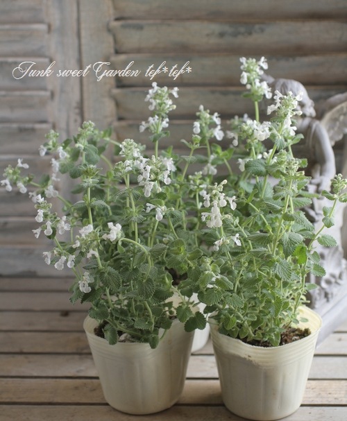 I Nepeta Hybrid I Br Br ネペタ ファッシーニ Br 白花キャットミント Br ファッシーニ アルバ すべての商品 Junk Sweet Garden Tef Tef