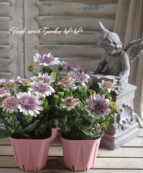 八重咲きオステオスペルマム『ダブルホワイト』 | すべての商品