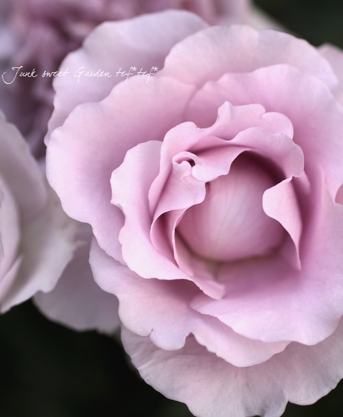 ♡ちぃ様♡ご予約　バラ苗 バラ苗 大苗 18cmポット 花千鳥 : Apple Roses - 通販 - Yahoo