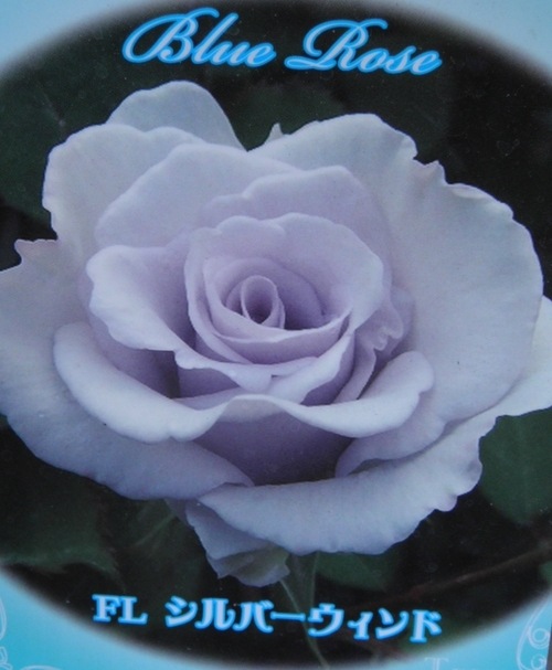 バラ苗・フロリハンダ<BR>四季咲き.<BR>『シルバーウィンドウ