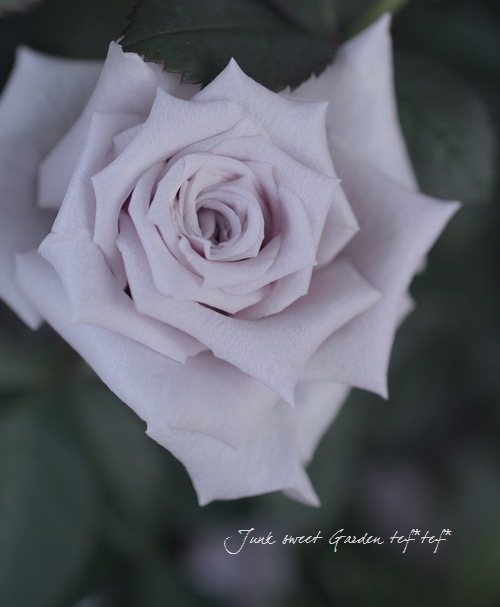 専用　バラ　苗　mil Amazon.co.jp: バラ苗 【モルゲンロート】 (中苗) フロリバンダ