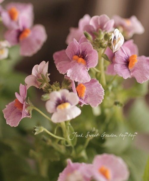 Nemesia caerulea<BR>��Sansashia Cassis��<BR><BR>�ɺ��ͥ᥷��<BR>���󥵥����إ�������