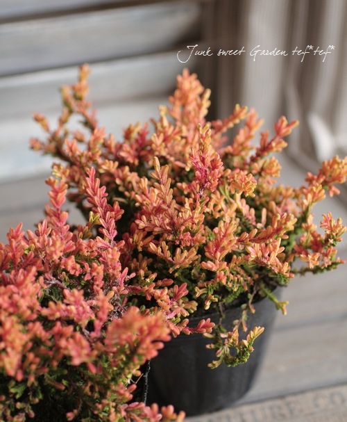 ���롼�ʡ��֥륬�ꥹ���إ�åɥء����� ��No.G��