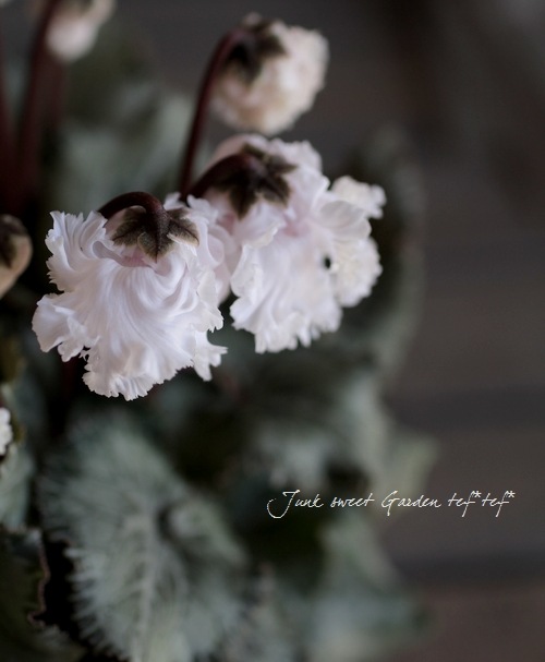 ミニシクラメン 9cm 白テク鉢 Ledライト 植物