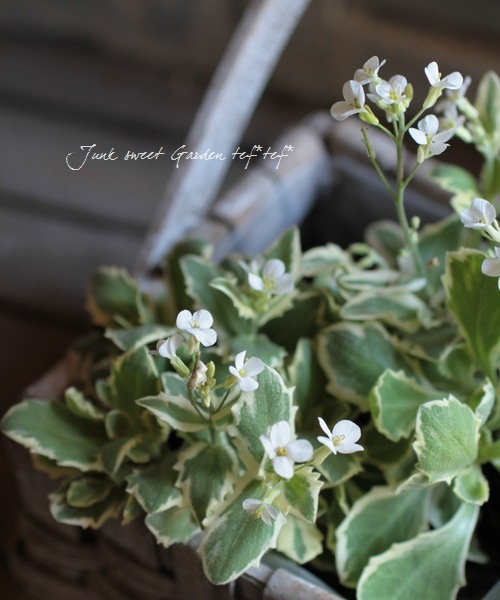 <i>Arabis caucasica</i><BR><BR>�����ꥢ��ӥ�<BR>�إ��꡼���