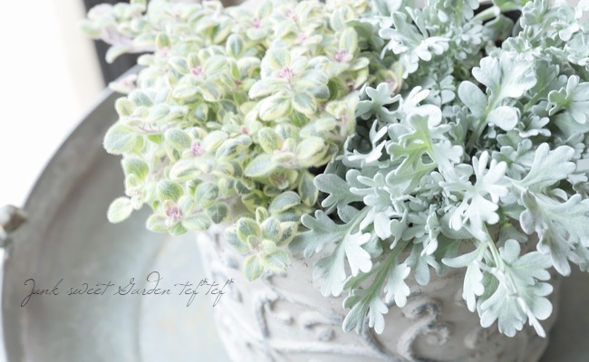 �ڻ��ߡۥ������륷�������ݥåȡ��̥�����