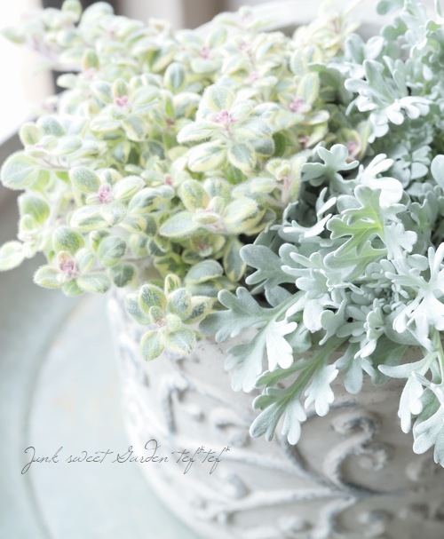 �ڻ��ߡۥ������륷�������ݥåȡ��̥�����