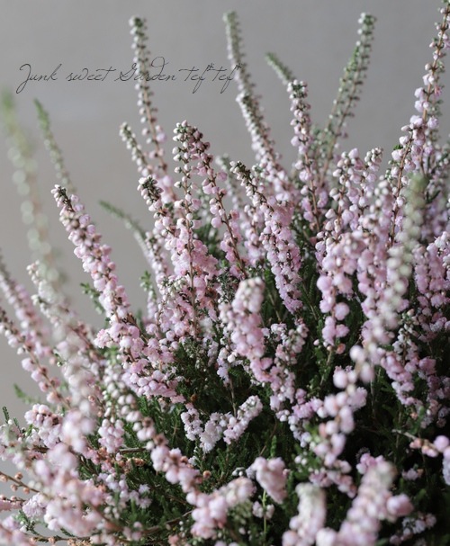 Ȭ�ź餭���롼�ʡ�No.G