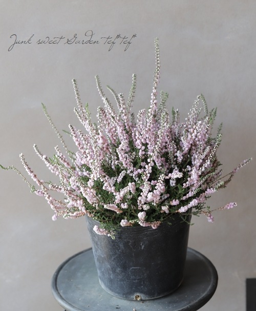 Ȭ�ź餭���롼�ʡ�No.G